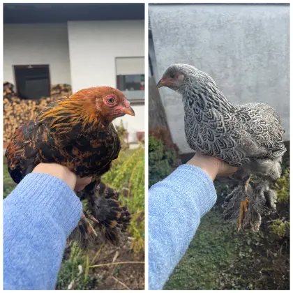 Zwerg Brahma, Zwergbrahma, Hahn, Huhn, Henne, Hühner, Küken
