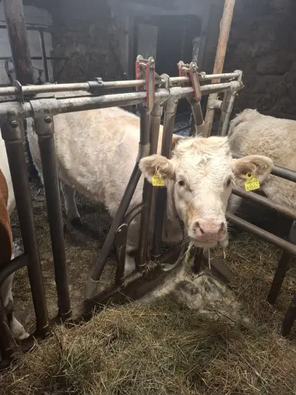 Charolais x Fleckvieh Kälber