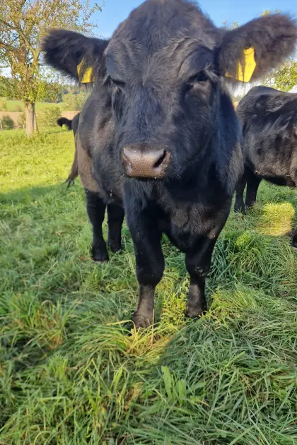 Low-Line Angus Jungstier