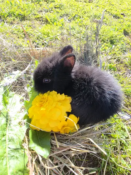 Hasen, Farbenzwerge, kleinbleibende Zwergkaninchen