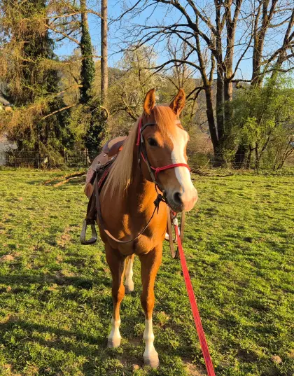 Quarter Horse Wallach, 4 Jahre