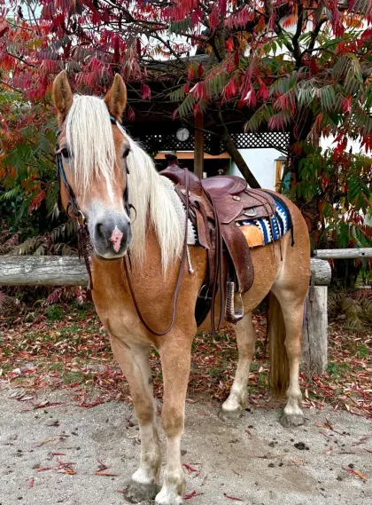 4-jähriger Haflinger-Wallach