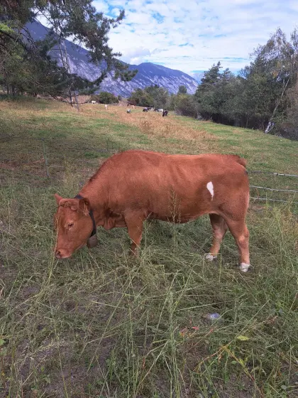 Limousin-Kalbin