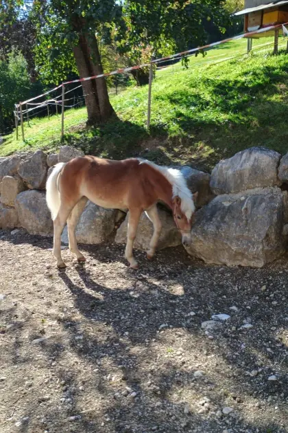 Haflinger Stutfohlen