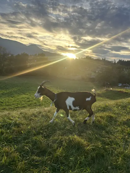 Tauernschecken-Bockmutter