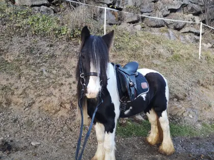 Tinker-Stute und Ponymix-Stute