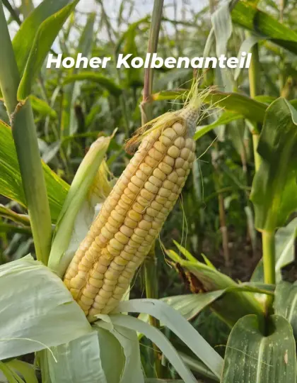 2,5 ha Silomais zu verkaufen in Pönning, Bezirk St. Pölten