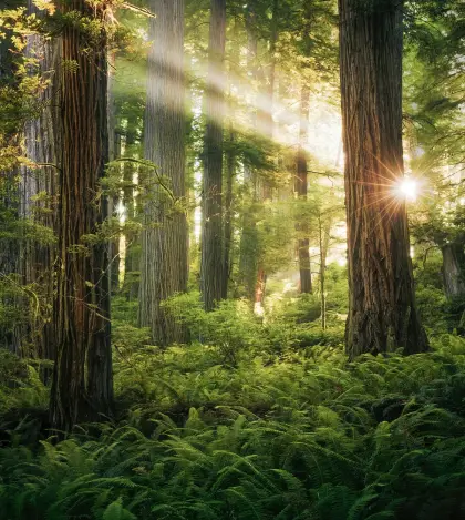 Wald gesucht in Weiz, Südoststeiermark, Südburgenland