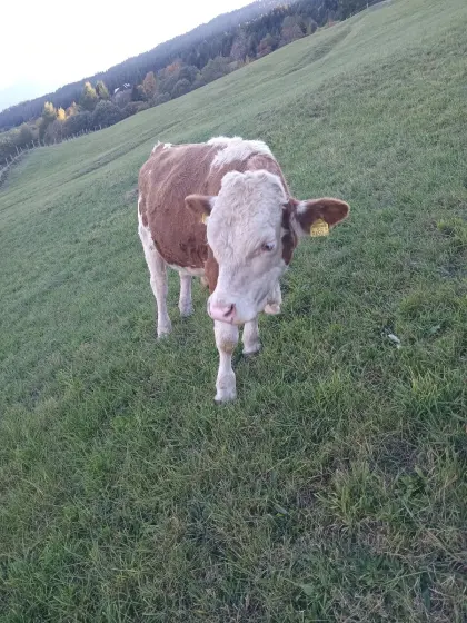 Verkaufe Stier