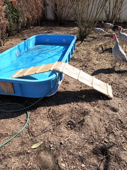 Hundeswimmingpool