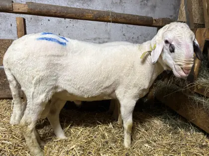 Kärntner Brillenschaf-Widder