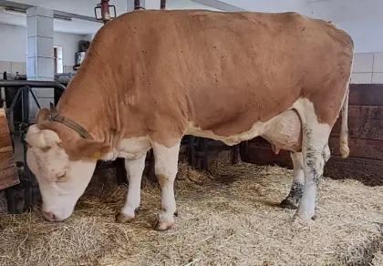 Fleckvieh-Kuh in Milch, 2. Laktation