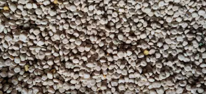 Weiße Lupine konventionell von 2026