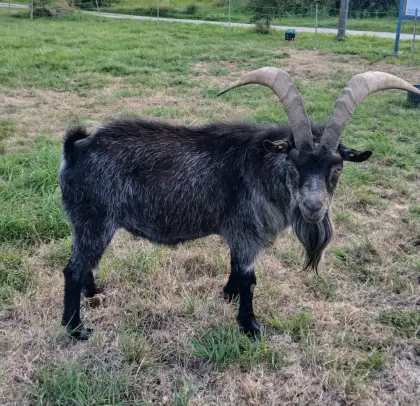 Blobe Ziegenbock