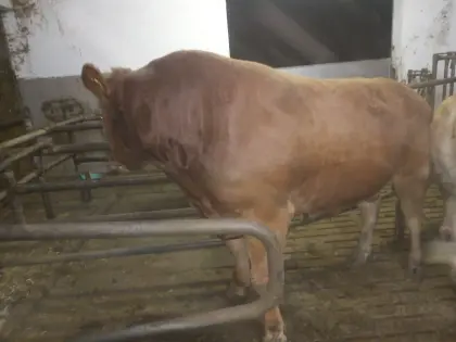 Limousin-Zuchtstier