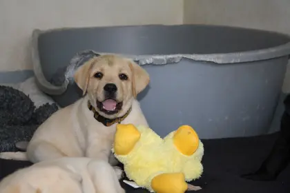 Reinrassige Labrador-Welpen mit Stammbaum