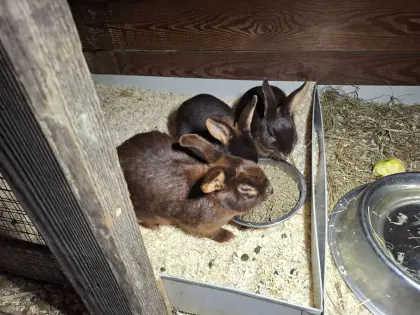 Lohkaninchen havannafarbig