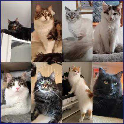 Knutschkugeln, Kater