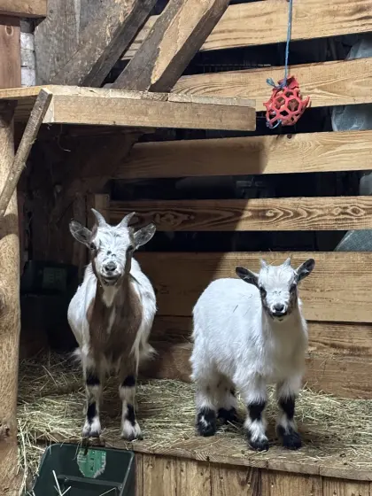 Minizwergziege mit Bockkitz