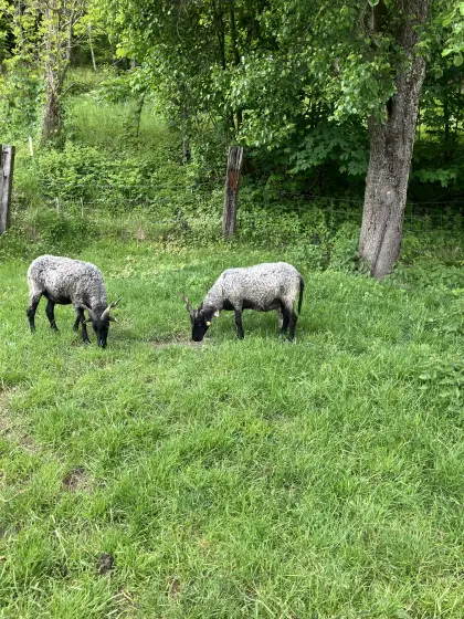 2 weibliche Zackelschafe abzugeben.