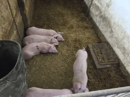 Schweine