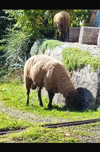 Jura-Widder