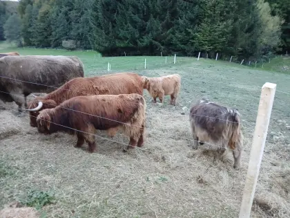 Bio-schott. Bullenkalb rotbraun, handzahm, Export