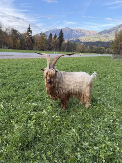 Kupferhalsziegenbock