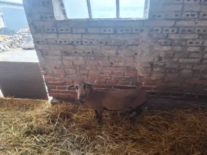 Kamerunschaf