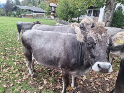 Bio Tiroler Grauviehkalbin, trächtig