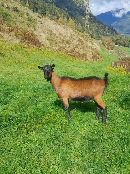 Pinzgauer Ziegenkitz