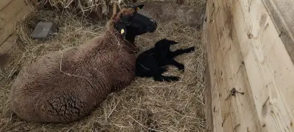 Mutterschaf mit Lamm