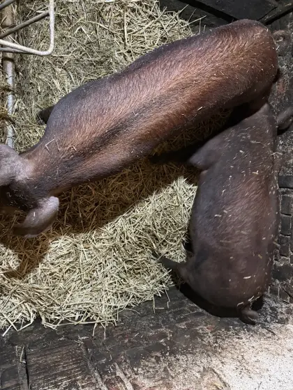 Duroc-Schwein