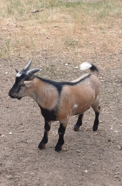 Ziegenbock