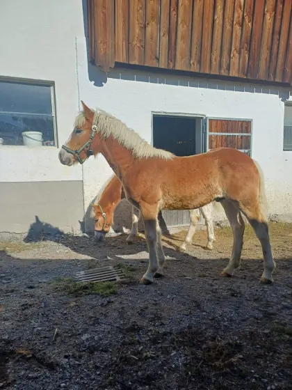 Haflingerhengstfohlen