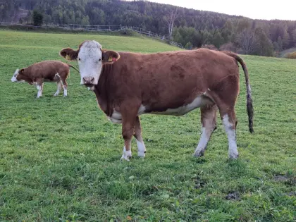 Trächtige Bio FV-Kalbin