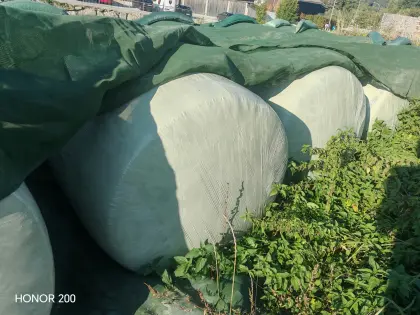 Maissilage-Ballen Ernte 2025