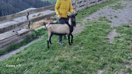 Ziegenbock