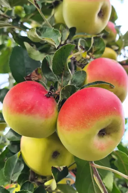 Bio-Äpfel