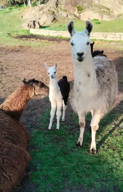 Lamas zu verkaufen