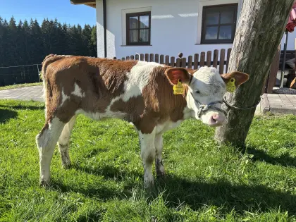 Kuhkälber