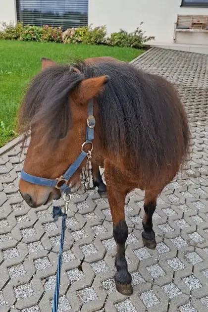 Ponyhengst