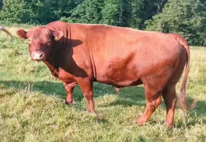 Angus-Stier