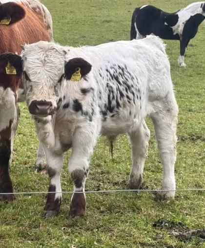 Pustertaler Sprinzen Jungstier, 6 Monate