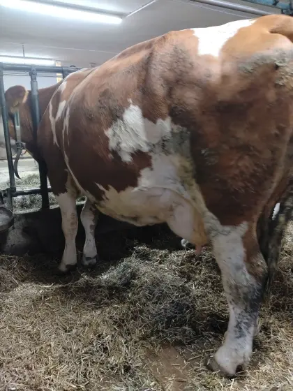 FV Kuh Bio-Heumilch