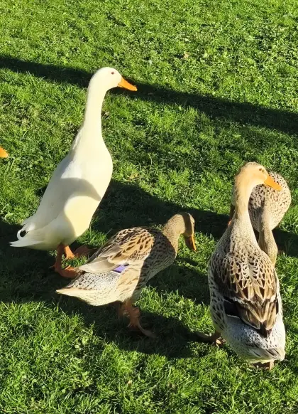 Laufenten-Erpel mit zwei wildfarbigen Damen