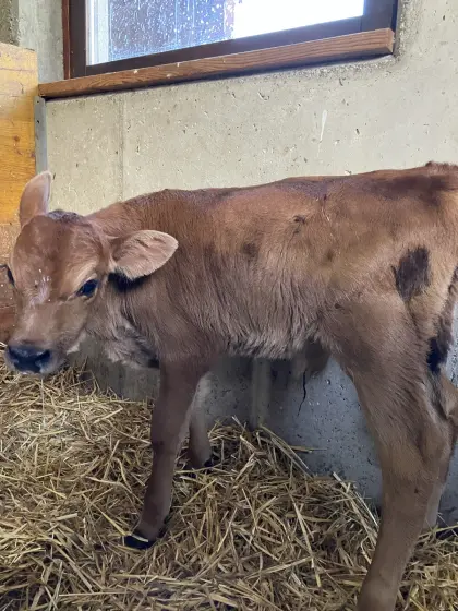 Stierkalb Jersey x Angus