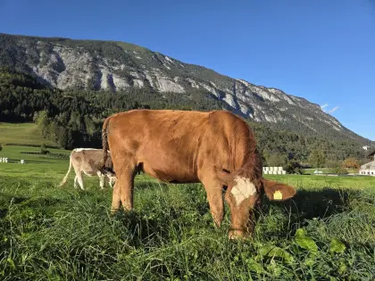 Angus x FV, Kalbin