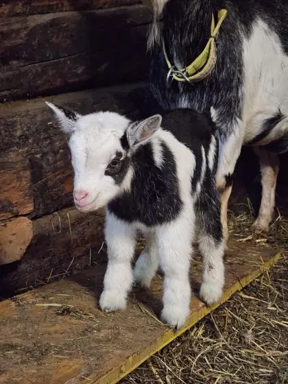Zwergziegenbock