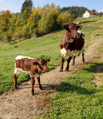 Pinzgauerkuh mit Kuhkalb